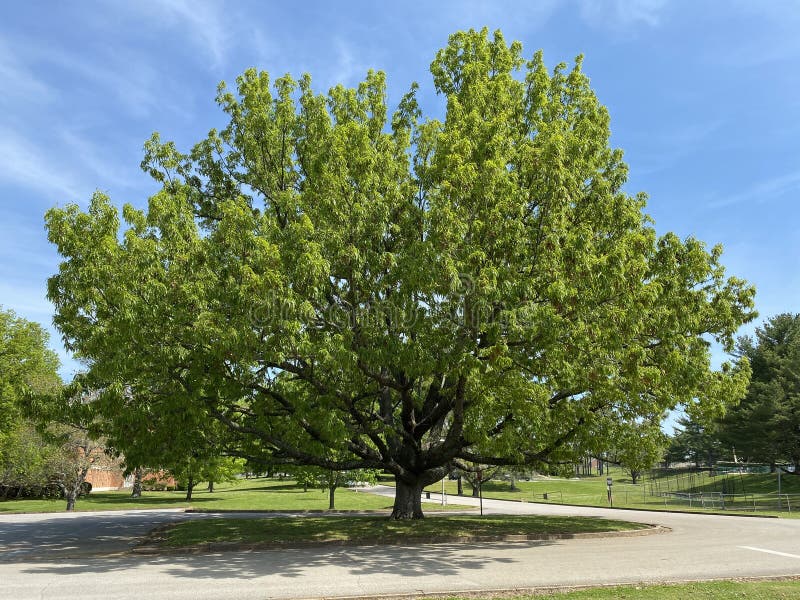 Tree Identification. Tree Size. Sawtooth Oak. Quercus acutissima royalty free stock images