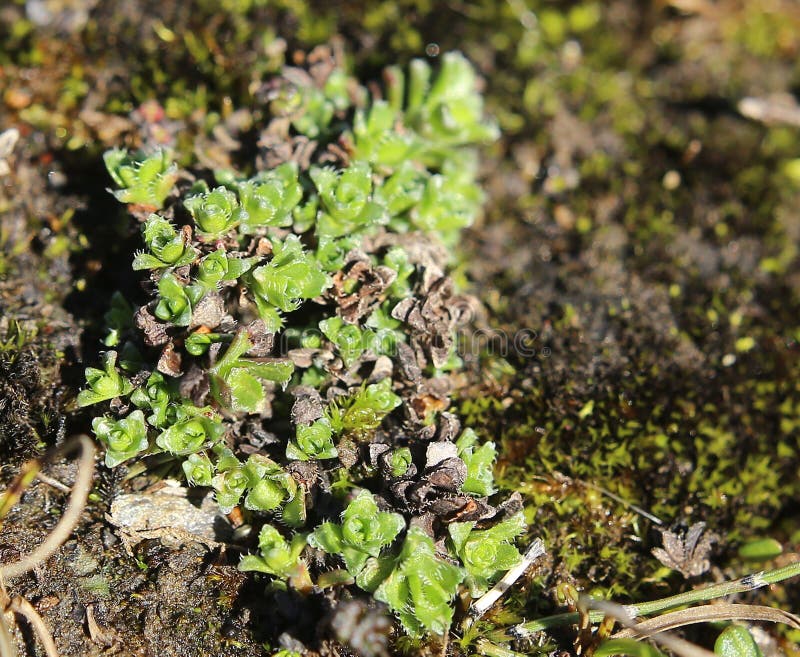 Saxifragaoppositifolia, de purpere bergsteenbreek, zonder bloesems royalty-vrije stock fotografie Saxifragaoppositifolia, de purpere bergsteenbreek, zonder bloesems royalty-vrije stock fotografie
