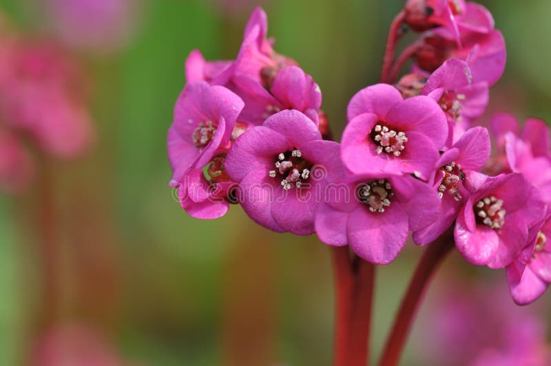 Saxifrage elephantï¿½s ear, pigsqueak