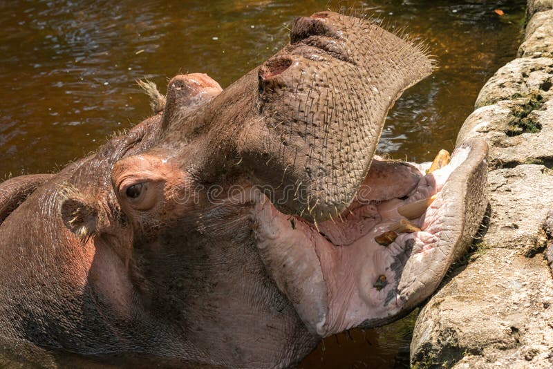 Hipopótamo muestra su dientes sobre el muelles animales y plantas condición en,.
