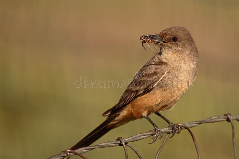 Say s Phoebe Grasping Cicada