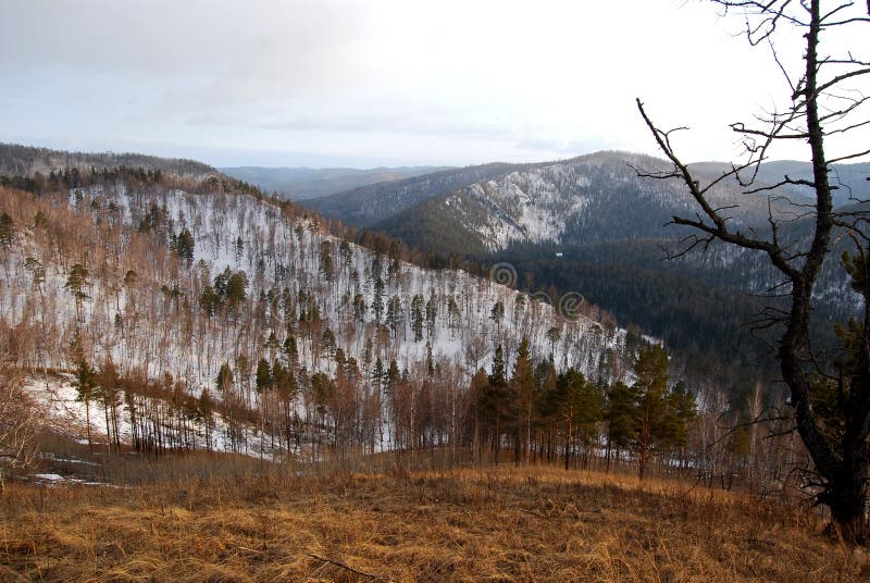 Winter in the Siberian taiga. Winter in the Siberian taiga