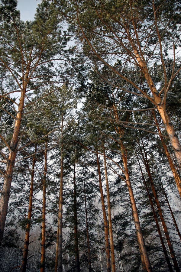 Winter in the Siberian taiga. Winter in the Siberian taiga