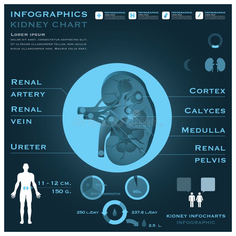 Infográfico do Rim ilustração stock