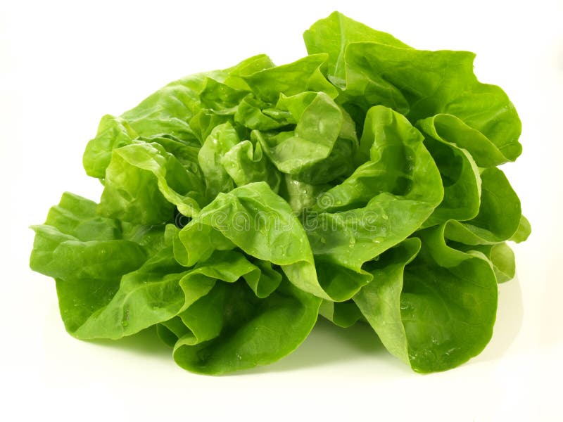 Head of fresh lettuce on isolated background. Head of fresh lettuce on isolated background