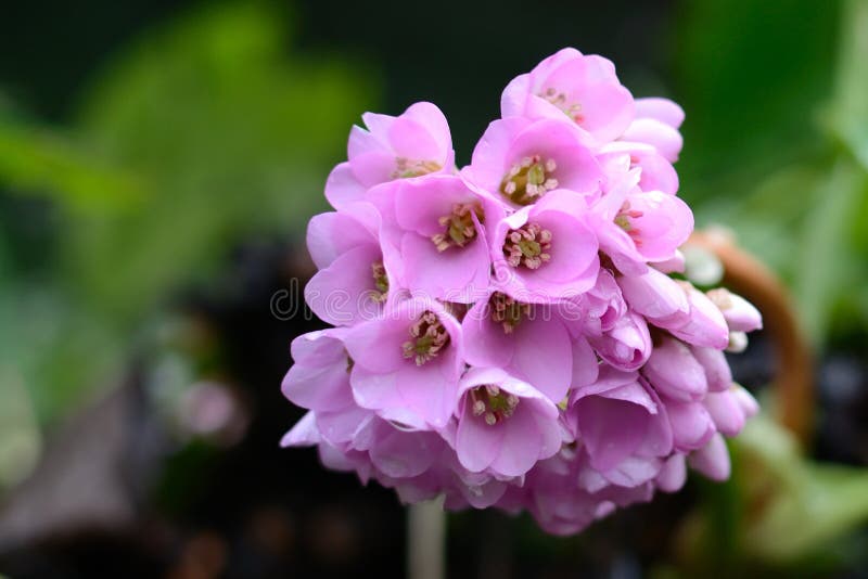 Sbocciare rosa dei fiori fotografie stock libere da diritti Sbocciare rosa dei fiori fotografie stock libere da diritti
