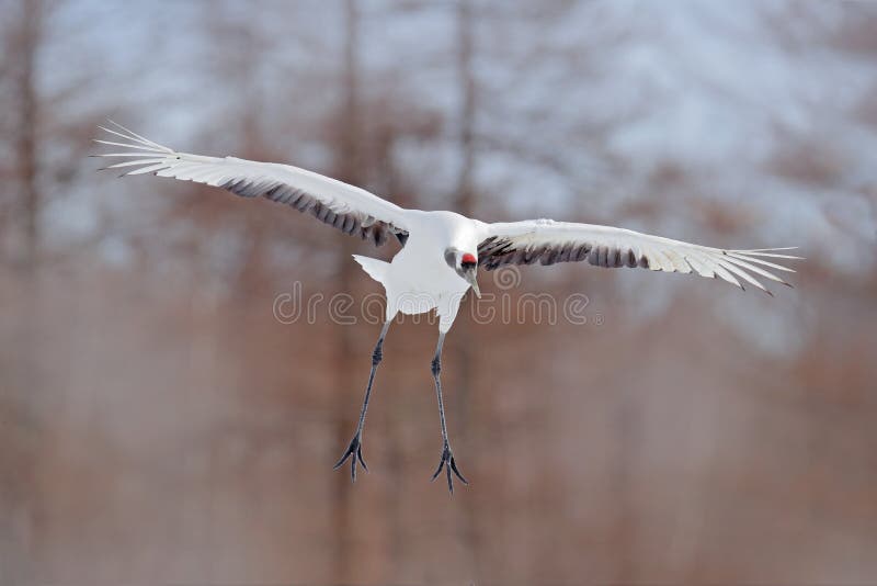 Grue Dans La Mouche L'oiseau Blanc Volant Rouge-a Couronné La Grue,  Japonensis De Grus, Avec L'aile Ouverte, Avec La Tempête De N Image stock -  Image du asie, horizontal: 97615407