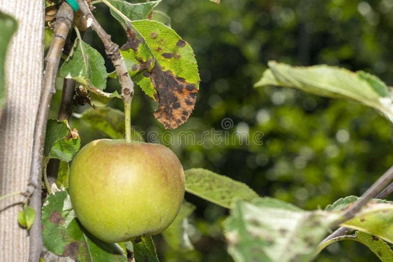 Scab on the leaves and fruits of an apple tree close-up. Diseases in the Apple Orchard