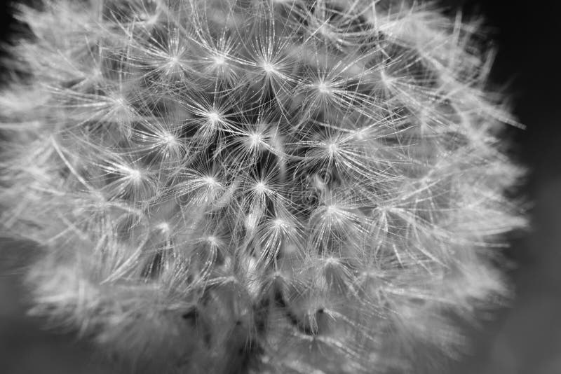 Scala di grigi del dandelione bianco fotografia stock libera da diritti