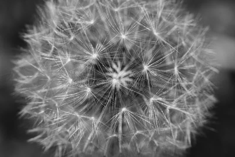 Scala di grigi del dandelione bianco fotografia stock libera da diritti