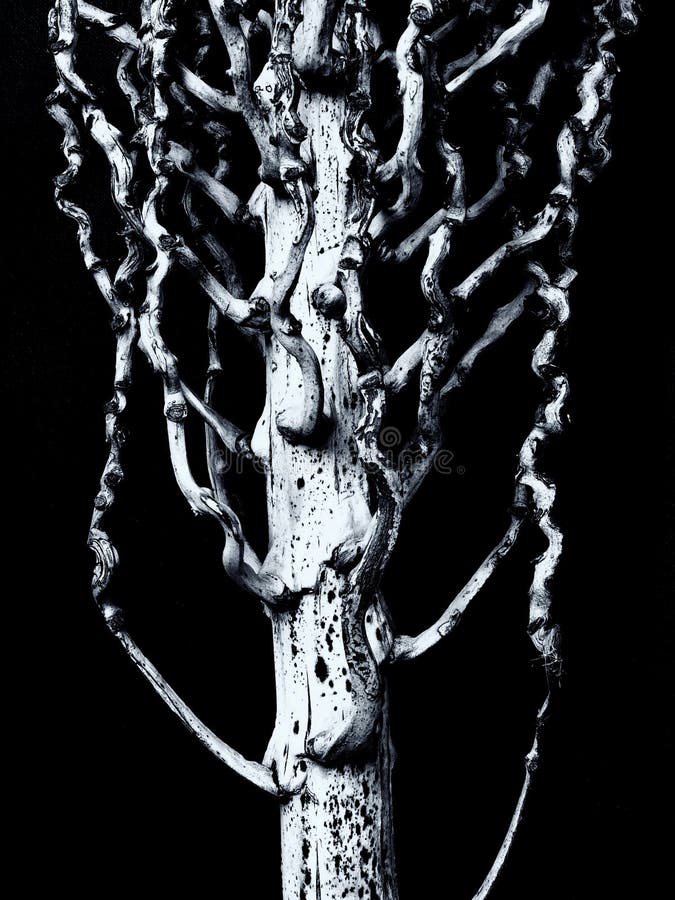 Scala di grigi verticale scattata su uno sfondo nero su un albero immagine stock libera da diritti