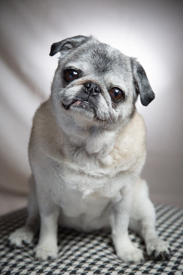 Scala di grigio verticale scattata da un pug carino che scrive su una coperta immagini stock libere da diritti