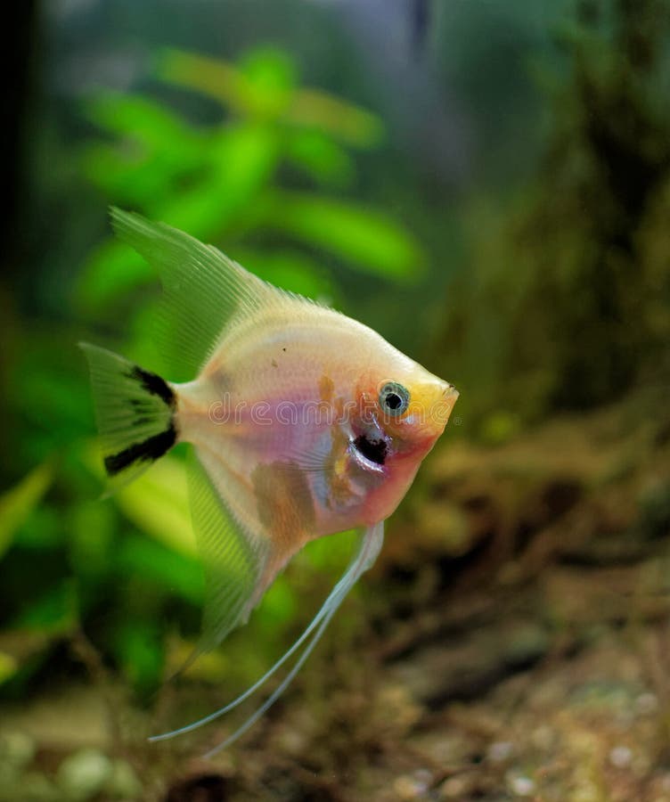 Scalar. Aquarium Fish. Breeding Aquarium Fish Stock Photo Image of