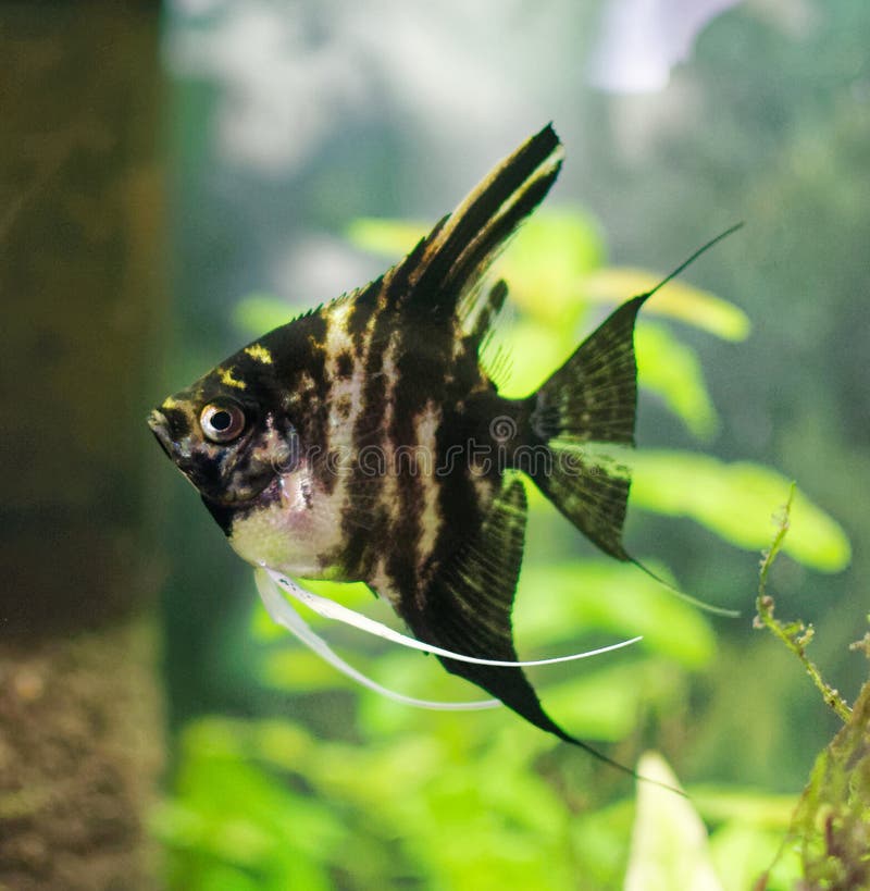Scalar Aquarium Fish Breeding Aquarium Fish Stock Photo Image Of scalar-aquarium-fish-breeding-aquarium-fish-stock-photo-image-of
