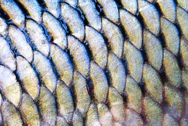 scale-fish-13172411.jpg (800Ã—535)