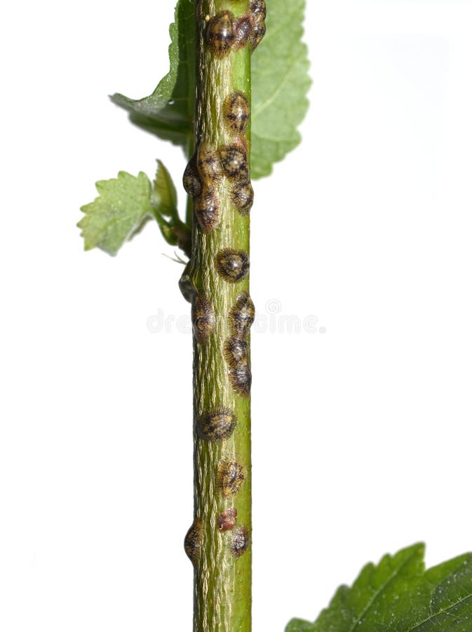 Scale Insects Infesting Plant Stem Stock Photo Image of infested