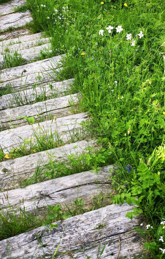 Scale in the meadow