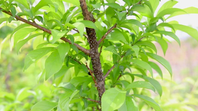 Scale and mealybugs on a plum fruit tree stock video