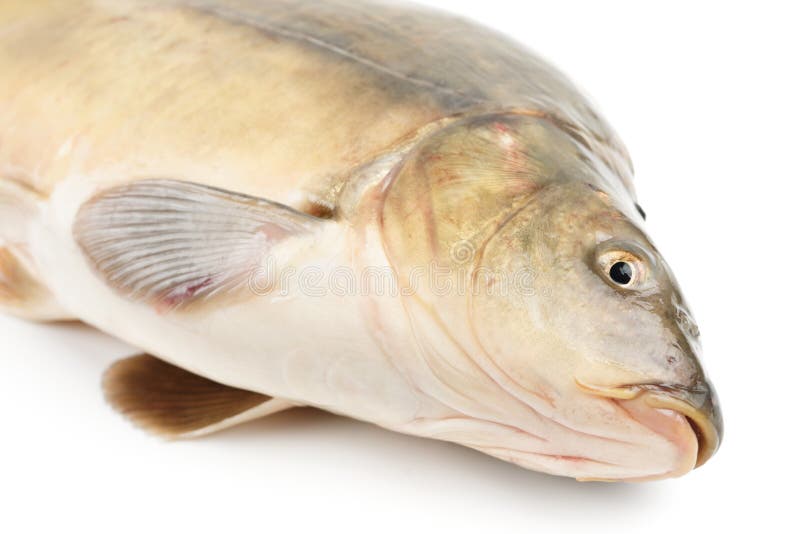 Scaleless Carp Isolated on White Stock Photo Image of freshwater