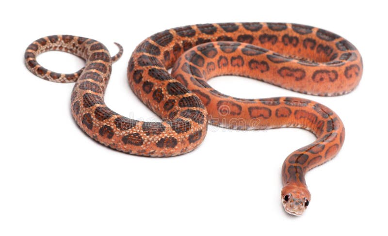 corn snake