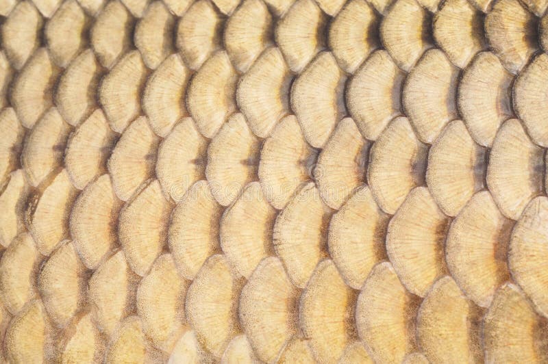 The scales of the fish. stock image. Image of sports 68242767