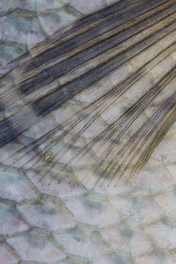 Scales of fresh water fish stock image. Image of ocean 49116835