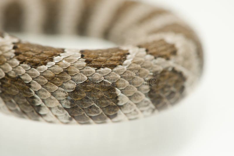 Western Diamondback Rattlesnake Closeup Stock Photo Image of arizona