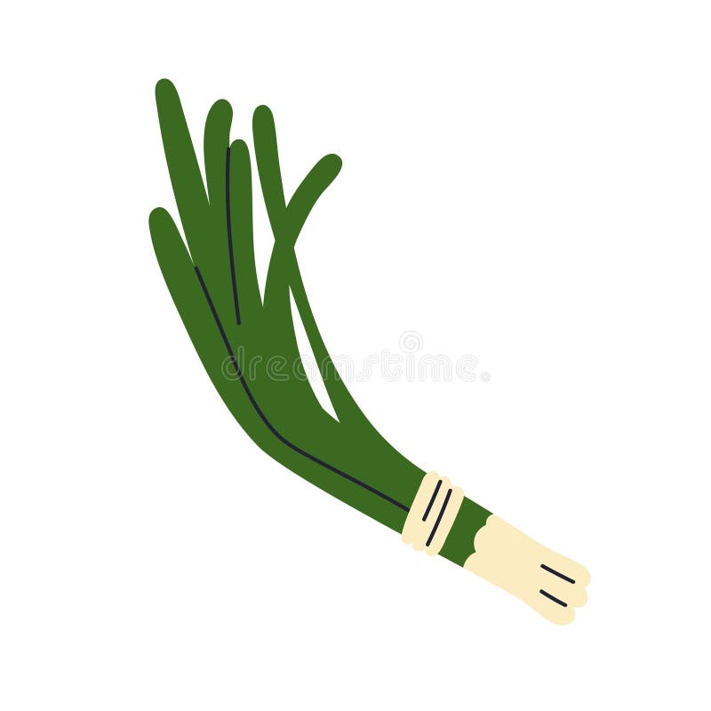 Scallion Frühlingszwiebeln in gefesseltem Haufen. Frisches grünes Gemüse würzig Sibiebundle. Aromatische natürliche Gewürzkonditio vektor abbildung