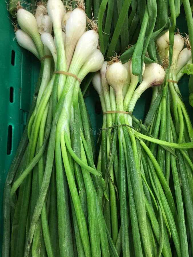 Scallion Green onion stock photo. Image of natural, paprika 103657390