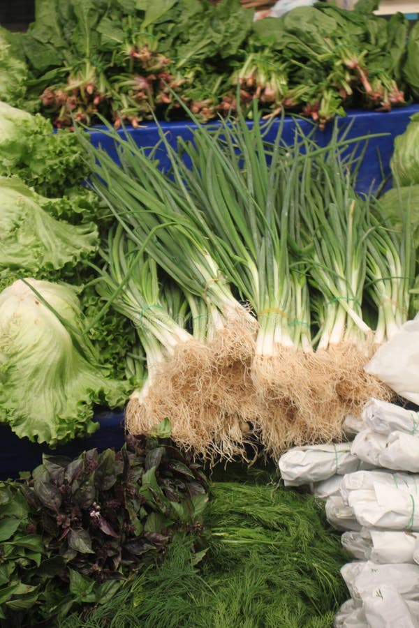 Scallion Green onion stock photo. Image of healthy, isolated 103657694