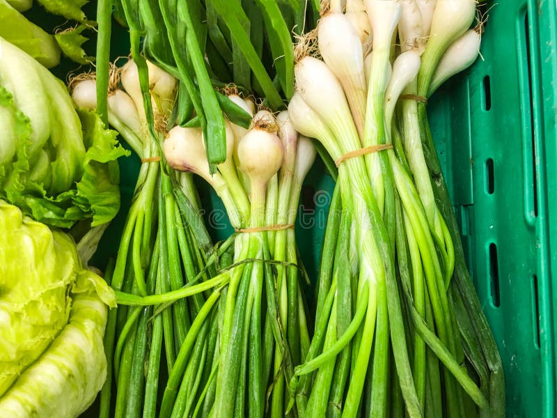 Scallion Green onion stock photo. Image of fresh, eating 103658874