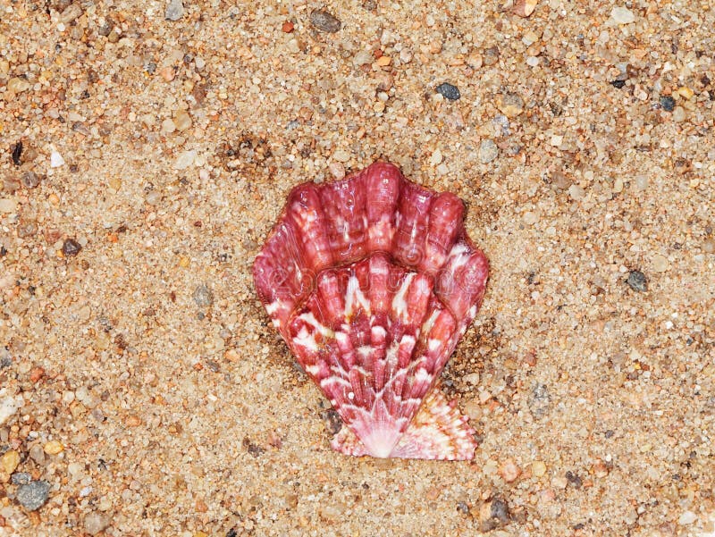 Download Scallop stock photo. Image of mollusk, macro, aquatic - 23352580