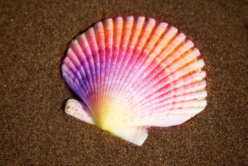Download Scallop Seashell Ocean Mollusk Stock Image - Image of conch, marine: 184368265