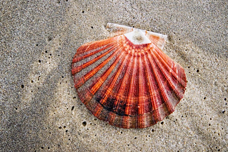 Colourful Scallop Shell on Tropical White Sandy Coongul Beach, F Stock