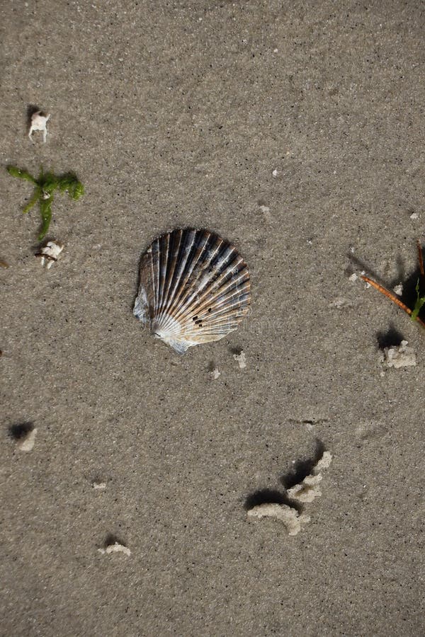 Scallop Shell in a Grainy Sand Background Stock Image Image of life