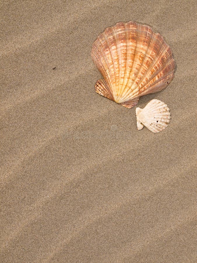 Scallop Shell on a Sandy Beach Stock Image Image of concept, leisure