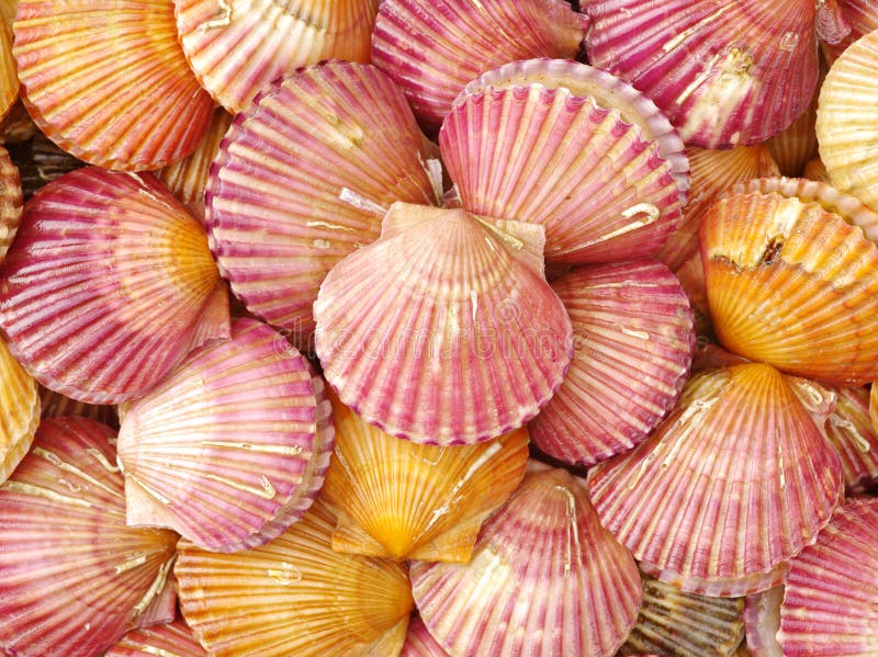 Scallop in Shell Texture stock photo. Image of broiling 107667900