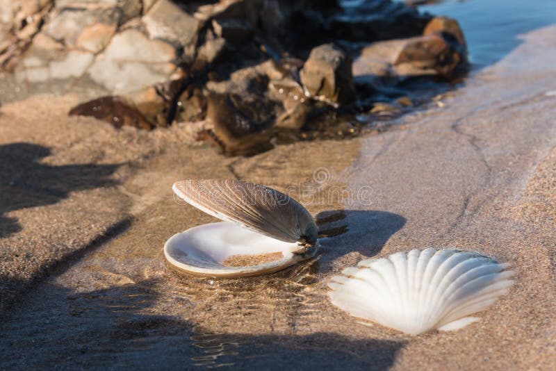 Scallop Seashell Lying on Sandy Beach Stock Photo Image of waves