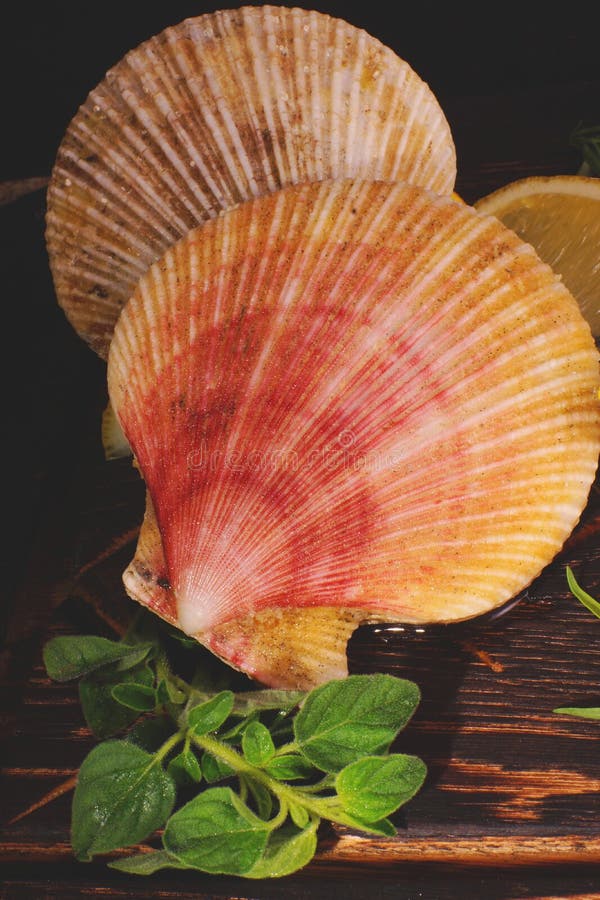 Natural Scallop In The Opened Shell On A Dark Background With Lemon And