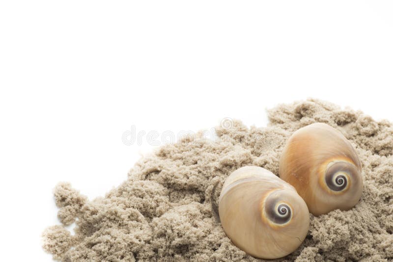 Scallop изолированный на белой предпосылке стоковые изображения rf Scallop изолированный на белой предпосылке стоковые изображения rf