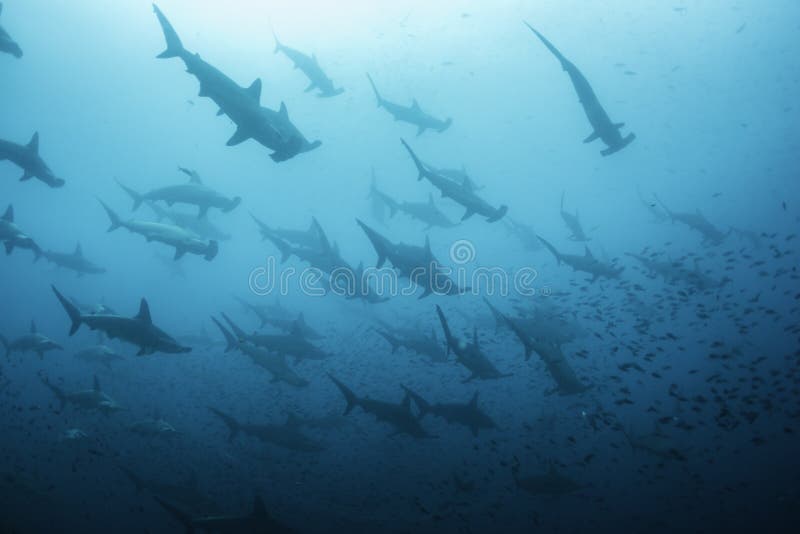Scalloped Hammerhead Sharks royalty free stock images Scalloped Hammerhead Sharks royalty free stock images