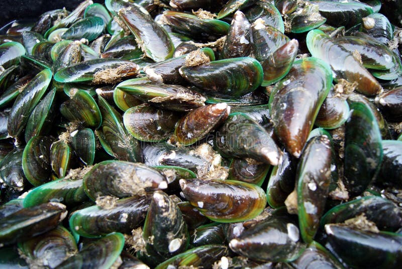 Scallops stock image. Image of nutrition, delicious, feeding 21342577