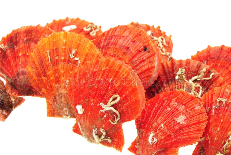 Red scallops stock photo. Image of ocean, jakob, fruit 26518566