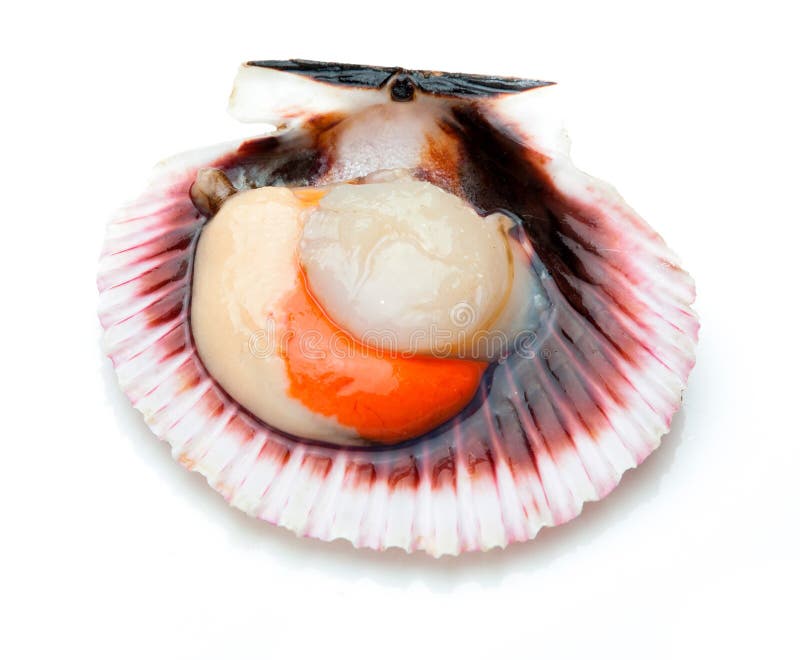 Scallops Fresh, Raw and Clean. Stock Image Image of market, background 121711779