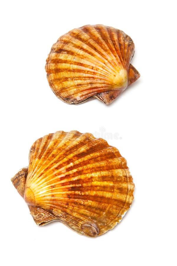 Scallops stock photo. Image of life, live, marine, gourmet 51785032