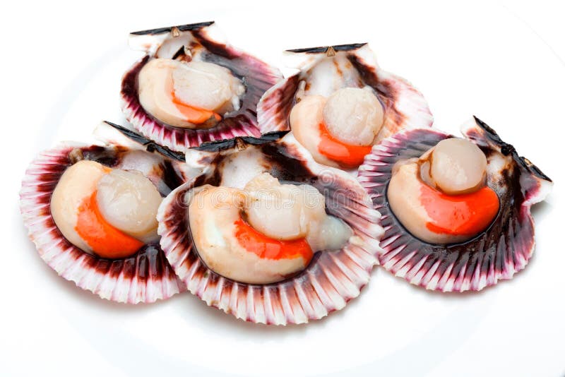 Scallops at fresh market stock image. Image of shell 125324113