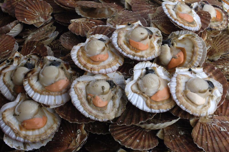 Scallops at the market stock photo. Image of food, oyster 7560184