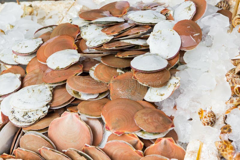 Scallops sold in market. stock photo. Image of nutrition 92309248