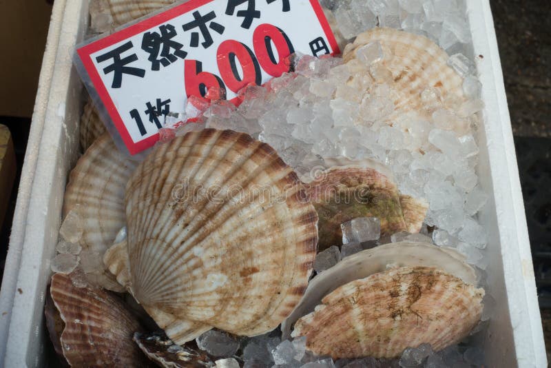 Scallops on a Stall Fresh in Market Stock Image Image of market