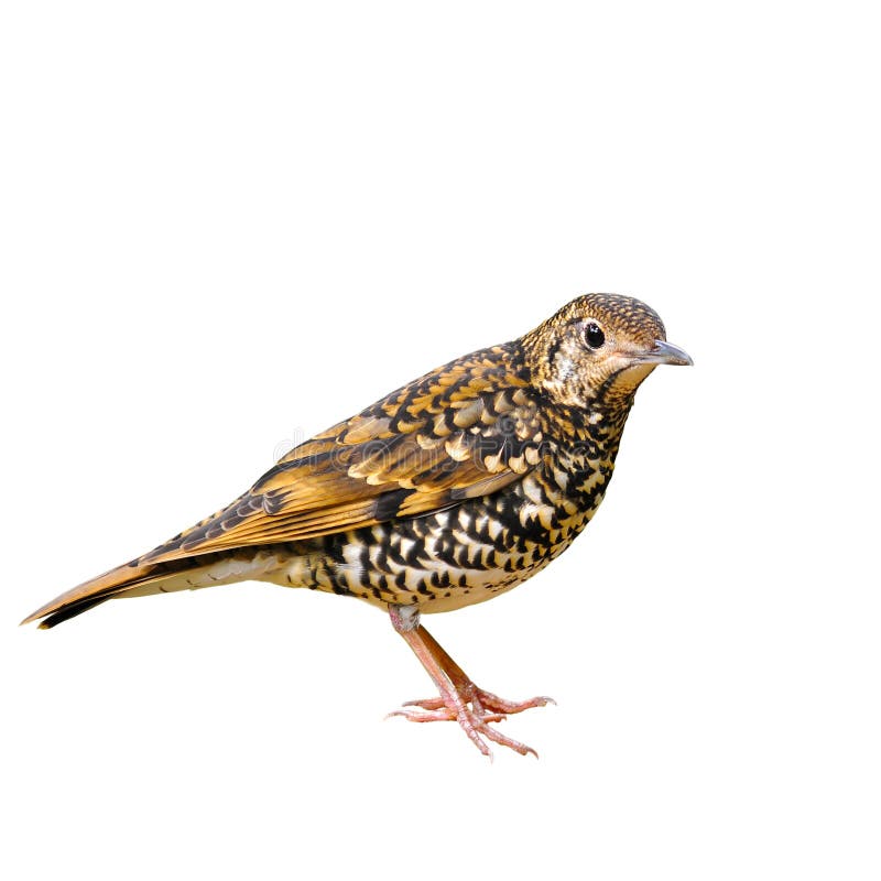 Scaly Thrush bird stock photo. Image of watching, thrush - 29233462